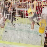 عروس هلندی سخنگو