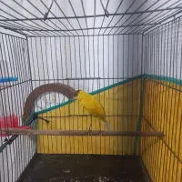 قناری نر ابلغ|پرنده|مرودشت, ثبت احوال|دیوار