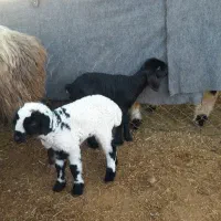 میش پرواری|حیوانات مزرعه|گتوند, |دیوار