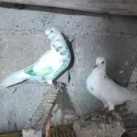 کبوتر پرشی