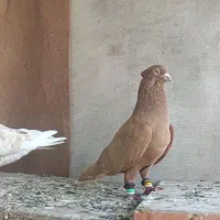 کبوتر دم سفید
