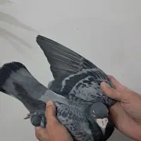 کبوترمسافتی|پرنده|هشتگرد, گلسار|دیوار