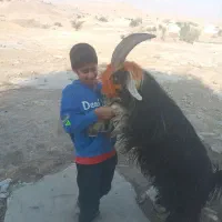 بهده فروشی فقط ۱۷ مفت