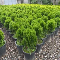 کامیس|خدمات باغبانی و درختکاری|تنکابن, |دیوار