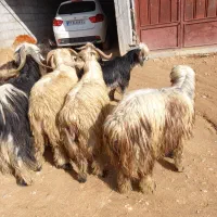 فروش ۱۰ راس بره کووه شیشک میش داشتی وکشتی