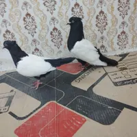 چند جفت رنگی و سار|پرنده|مشهد, رباط طرق|دیوار