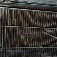 فروش قناری و مرغ عشق   جفت بشرط تخم جوجه