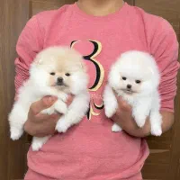 پامرانین خرسی اصیل