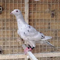 کبوترکشتنی