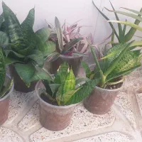 گل سانسوریا