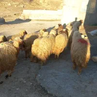 ۲۰ کاور هیکلی و بزرگ بره باب پروار قدکشیده قددار