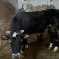 فروش گوساله نر