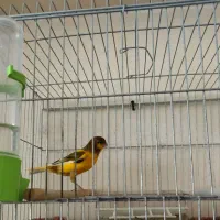 تعدادی قناری نر و ماده|پرنده|شیراز, زرهی|دیوار