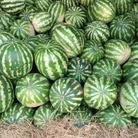 هندوانه تازه چین همدان به قیمت باغ