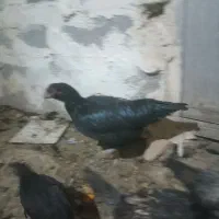 مرغ لاری|حیوانات مزرعه|باسمنج, |دیوار