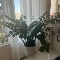 گل زاموفیلیا