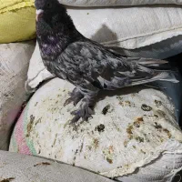 کبوتر یا کفتر|پرنده|شیراز, سعدیه جنوبی|دیوار