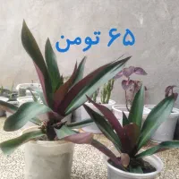گل و گیاه طبیعی و گلدان