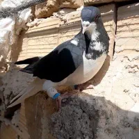 کبوتر|پرنده|تاکستان, |دیوار