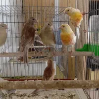 قناری موزاییکی فایو نژاد دار معاوضه با سهره|پرنده|کبودرآهنگ, |دیوار