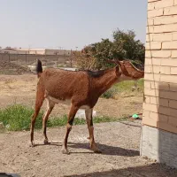 بز داشتی