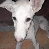 سگ برای واگذاری