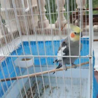 عروس هلندی با قفس