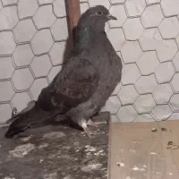 کفتر‌پرش|پرنده|گلستان (تهران), |دیوار