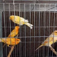 قناری رد فکتور و رنگی