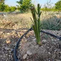 فروش پاجوش نخیلات اصل نه کشت بافت|خدمات باغبانی و درختکاری|جهرم, |دیوار