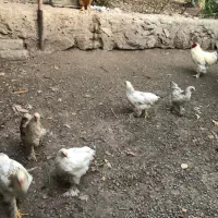 جوجه برهما|حیوانات مزرعه|هشتگرد, هیو|دیوار