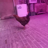 مرغ|حیوانات مزرعه|دورود, |دیوار