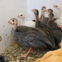 نیمچه شاخدار
