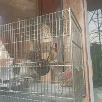 پرنده|پرنده|تهران, خاک سفید|دیوار