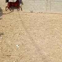 کره مادیان دو سر شجره دار