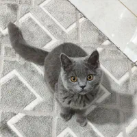 جفتگیری گربه