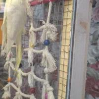 جفت عروس ۱۰ ماهه