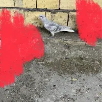 4تا کفتر بوم