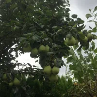 اجاره ویلاهمکف شهرکی بانگهبان ۲۴ساعته درجاده جنگلی|اجارهٔ خانه و ویلا|چمستان, |دیوار