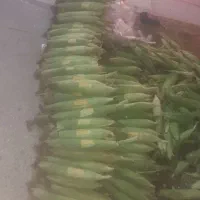 ذرت درحد مکزیکی خوب
