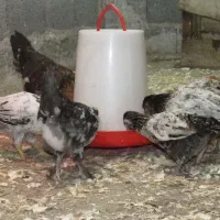 مرغ با جوجه خروس گلین کوشین پولند برهما|حیوانات مزرعه|رشت, بوسار|دیوار