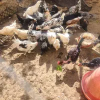 تخم مرغ گلین و خروس گلین|حیوانات مزرعه|ماهدشت, |دیوار