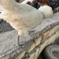 مرغ و خروس و جوجه فریک