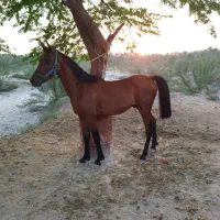 فروش یه عدد کره نره سر دم گیر تازه سواری