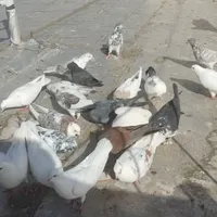 تهرانی