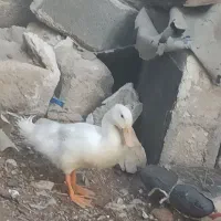 اردک درشت