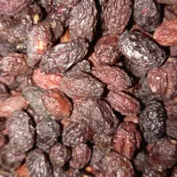 زغال اخته الموت قزوین