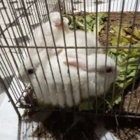 بچه خرگوش|موش و خرگوش|آبادان, |دیوار