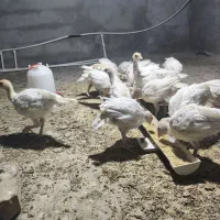 بوقلمون گوشتی بیوتی زرین 40 روزه