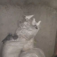 کفتر تهرانی وبازیکن